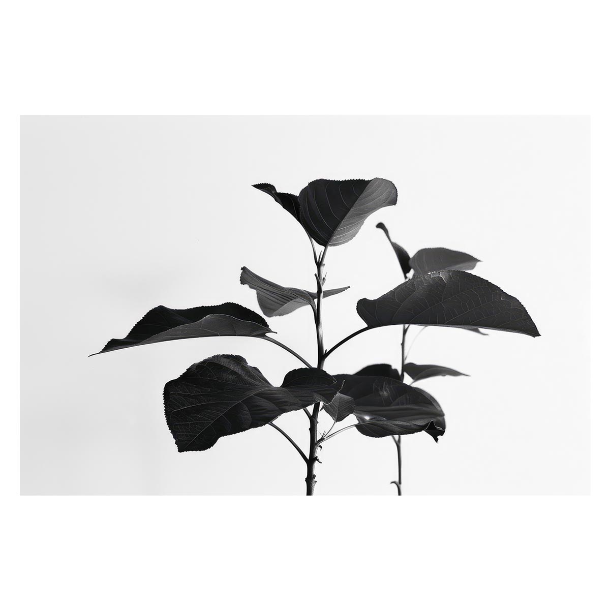 B1サイズ（約73x103cm）】【lh-poster-4578】植物 グリーン 注文