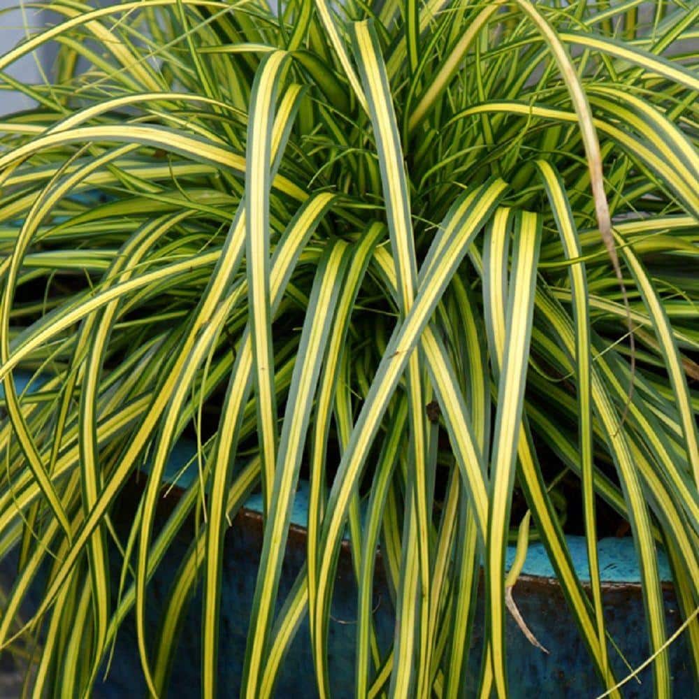 southern-living-ornamental-