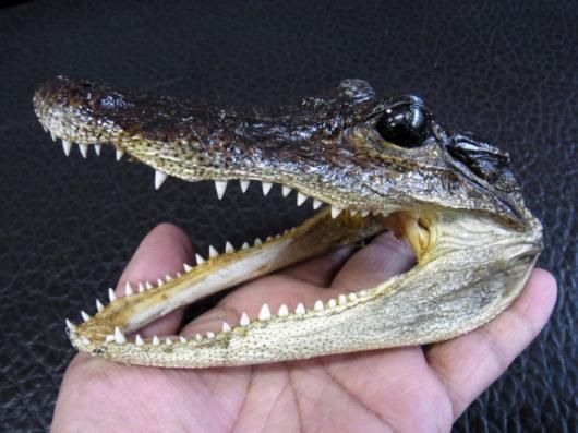 ワニ 頭骨 標本 剥製 Amazon.co.jp: 本物のワニの頭蓋骨標本-動物の骨