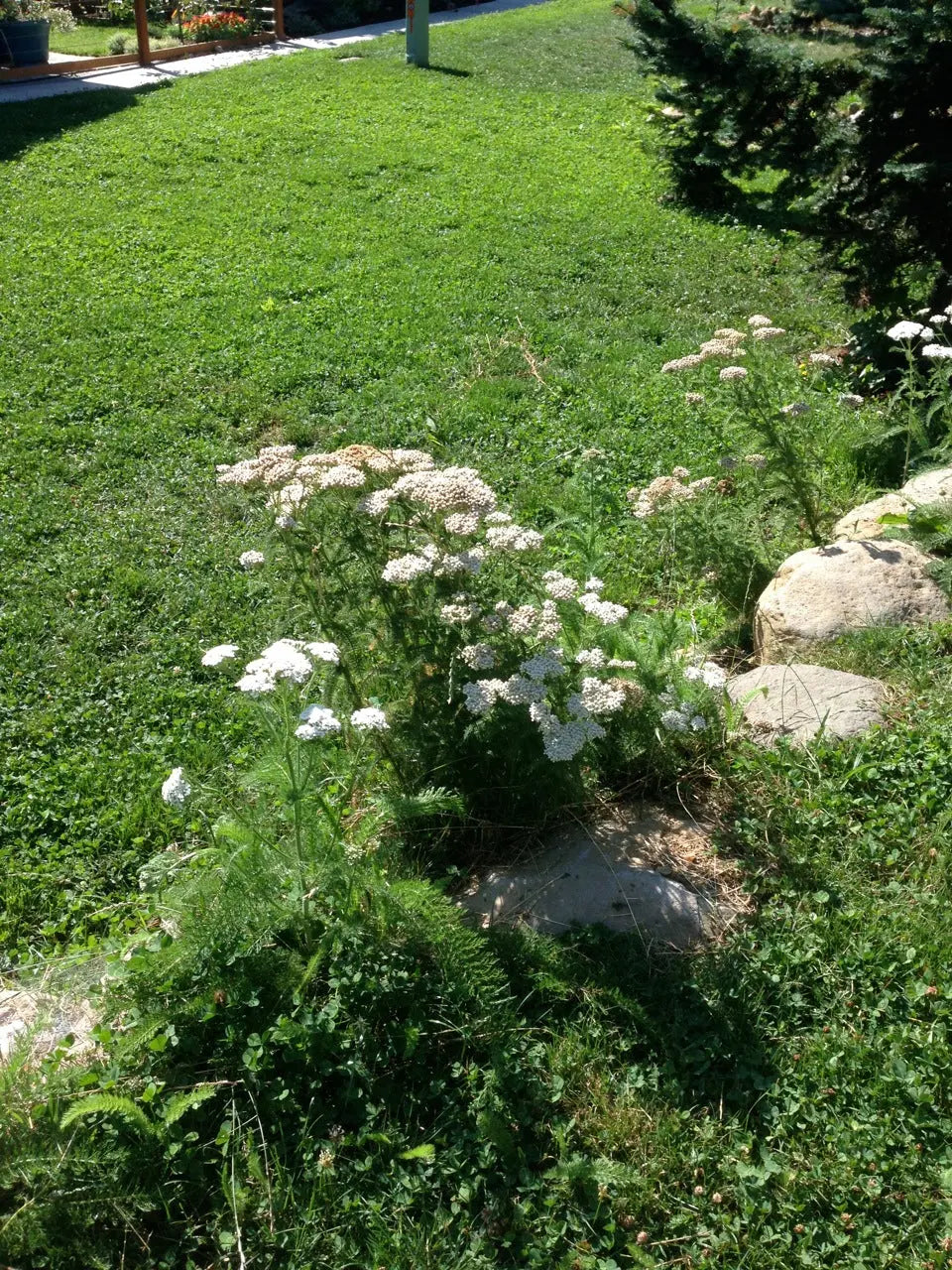 PT 705 Xeriscape Lawn Alternative--Mow or Don't - Pro Time Lawn Seed