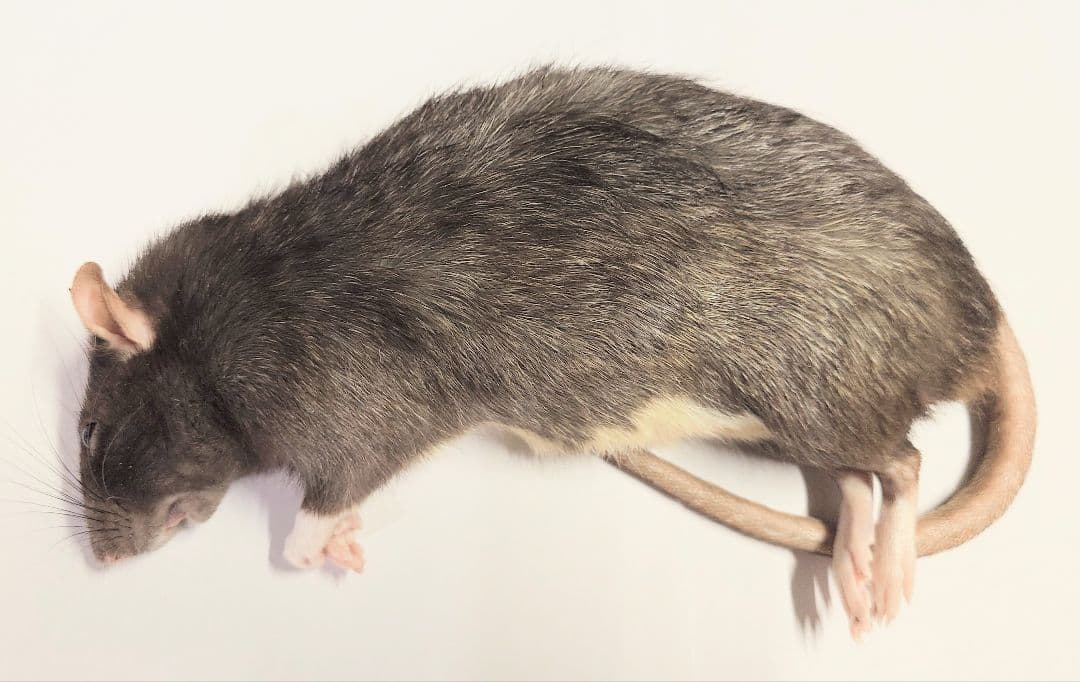 冷凍ラット 30匹セット 100~130g 冷凍ラット 30匹セット 100~130g 【公式通販】